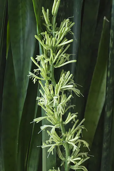 556149 - Snake plant (Sansevieria trifasciata)