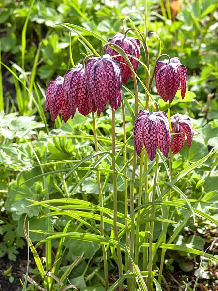 436260 - Snake's head (Fritillaria meleagris)