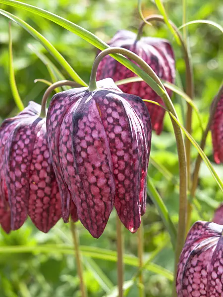 436261 - Snake's head (Fritillaria meleagris)