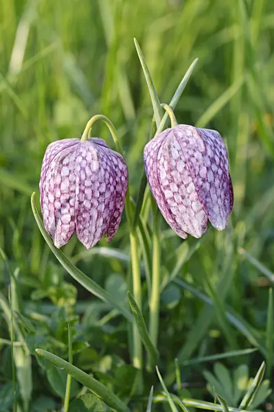483279 - Snake's head (Fritillaria meleagris)