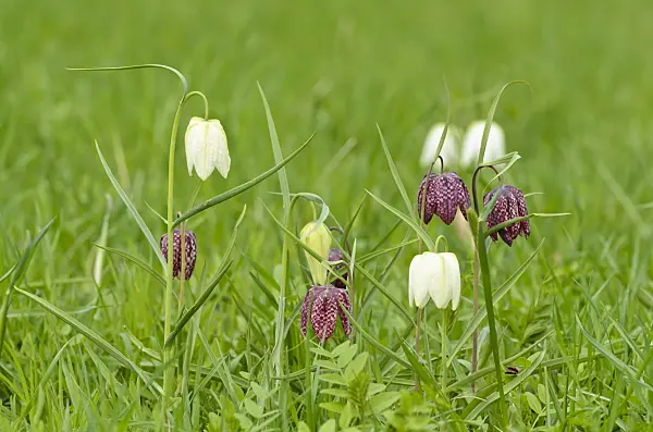 495164 - Snake's head (Fritillaria meleagris)