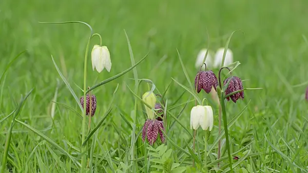 495268 - Snake's head (Fritillaria meleagris)