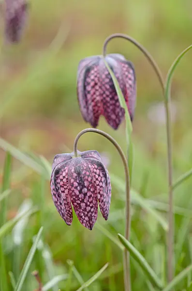 519148 - Snake's head (Fritillaria meleagris)