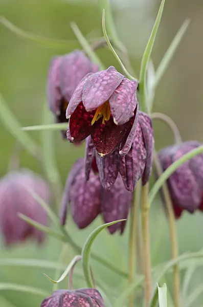 519172 - Snake's head (Fritillaria meleagris)