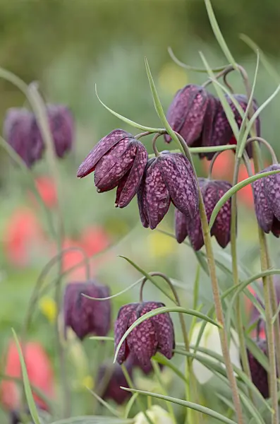 519173 - Snake's head (Fritillaria meleagris)