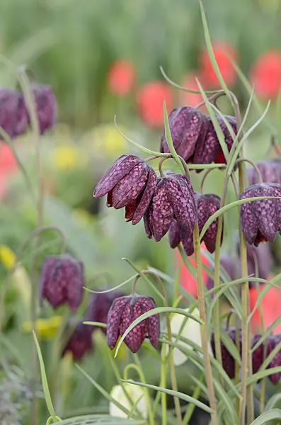 519174 - Snake's head (Fritillaria meleagris)