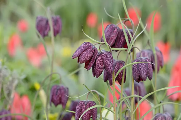 519175 - Snake's head (Fritillaria meleagris)