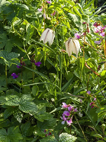 459066 - Snake's head (Fritillaria meleagris 'Alba')