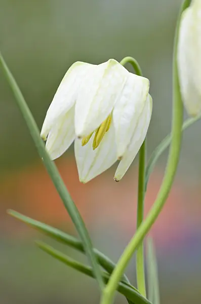 519143 - Snake's head (Fritillaria meleagris 'Alba')