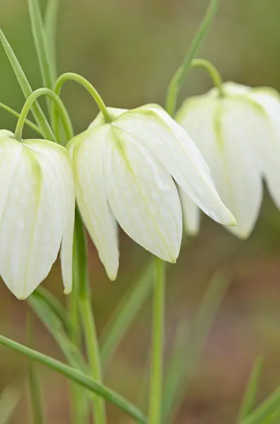 519149 - Snake's head (Fritillaria meleagris 'Alba')