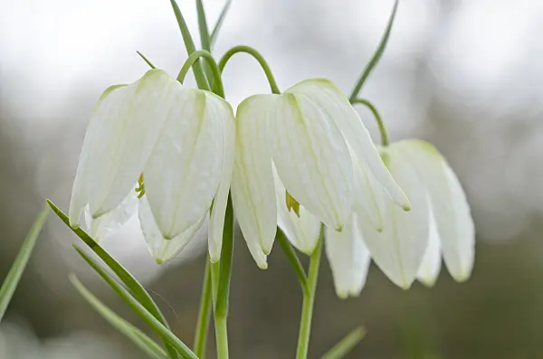 519150 - Snake's head (Fritillaria meleagris 'Alba')