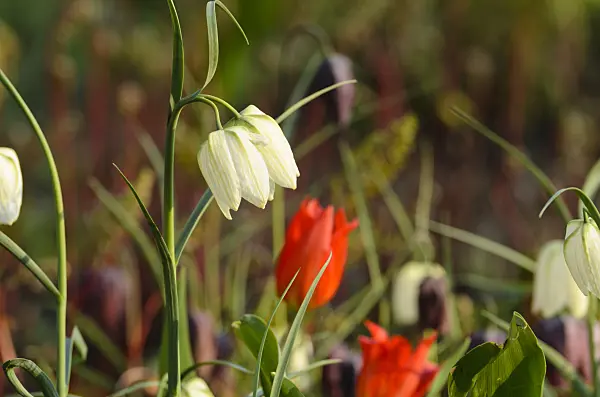 495205 - Snake's head (Fritillaria meleagris 'Alba') and tulips (Tulipa)