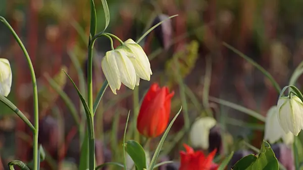 495297 - Snake's head (Fritillaria meleagris 'Alba') and tulips (Tulipa)