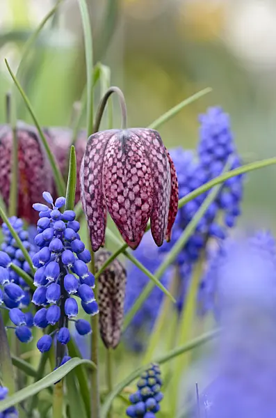 519146 - Snake's head (Fritillaria meleagris) and Armenian grape hyacinth (Muscari armeniacum)