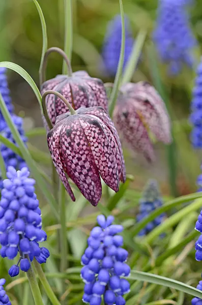 519147 - Snake's head (Fritillaria meleagris) and Armenian grape hyacinth (Muscari armeniacum)