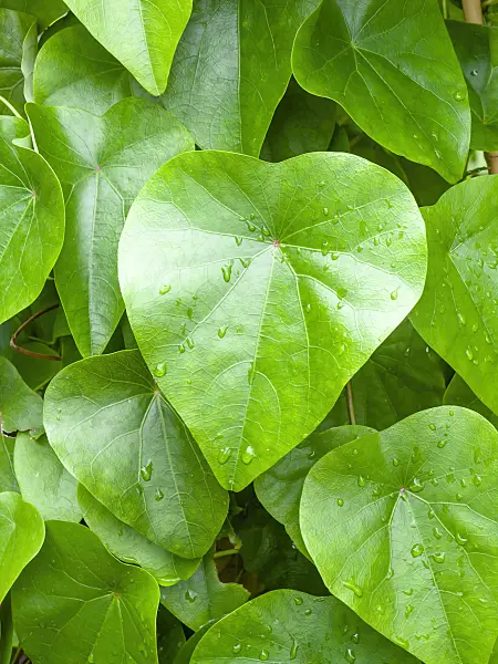 463070 - Snake vine (Stephania japonica)