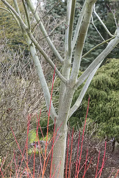 625119 - Snakebark maple (Acer x conspicuum 'Candy Stripe')