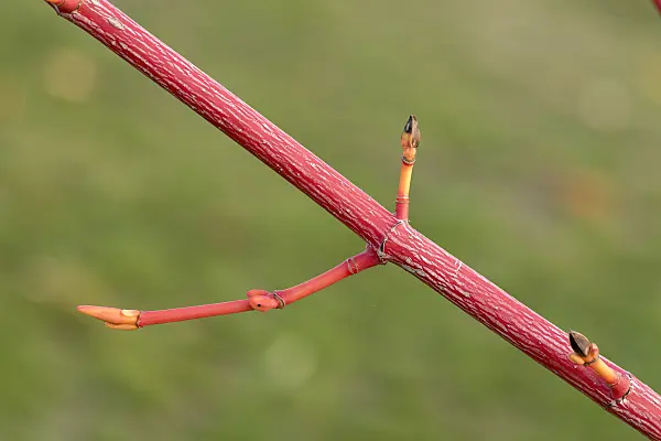 616149 - Snakebark maple (Acer x conspicuum 'Phoenix')