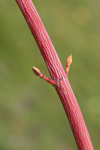 616150 - Snakebark maple (Acer x conspicuum 'Phoenix')