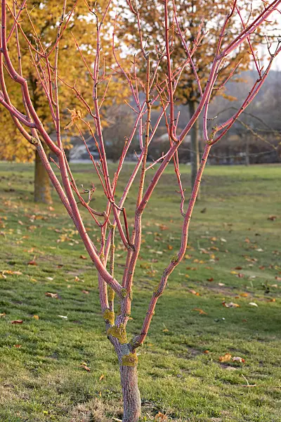 616152 - Snakebark maple (Acer x conspicuum 'Phoenix')