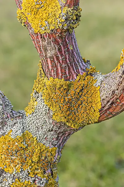 616151 - Snakebark maple (Acer x conspicuum 'Phoenix') and common orange lichen (Xanthoria parietina)