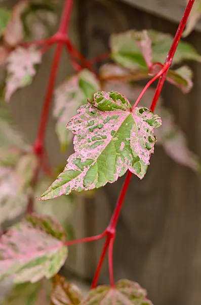 523128 - Snakebark maple (Acer x conspicuum 'Red Flamingo')