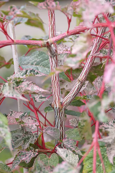 625120 - Snakebark maple (Acer x conspicuum 'Red Flamingo')