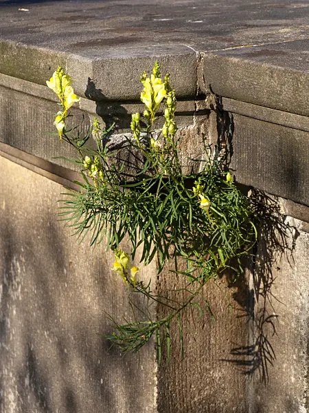 451005 - Snapdragon (Antirrhinum)