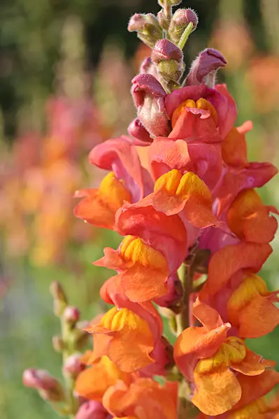 474228 - Snapdragon (Antirrhinum majus)