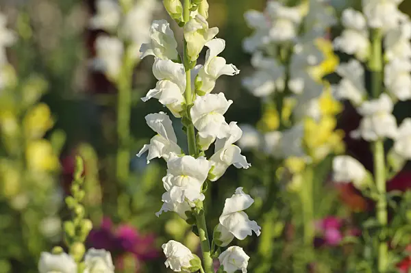 486165 - Snapdragon (Antirrhinum majus)