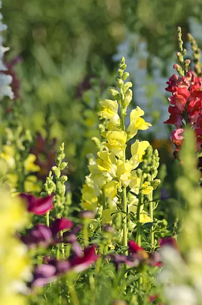 486166 - Snapdragon (Antirrhinum majus)