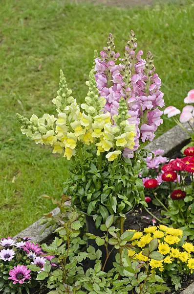 544071 - Snapdragon (Antirrhinum majus)