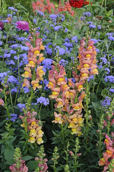 475189 - Snapdragon (Antirrhinum majus) and floss flower (Ageratum houstonianum)