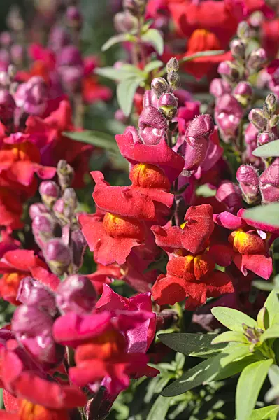 476221 - Snapdragon (Antirrhinum majus 'Coronette Crimson')