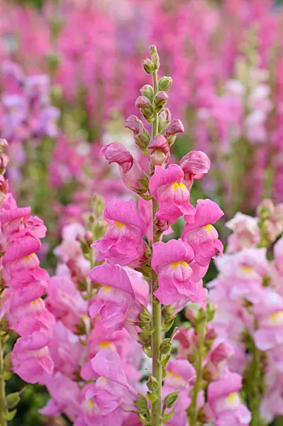 475104 - Snapdragon (Antirrhinum majus 'Coronette Mix')
