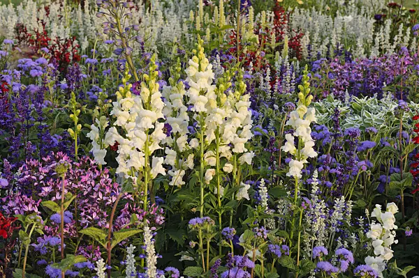 475213 - Snapdragon (Antirrhinum majus), floss flower (Ageratum houstonianum) and spider flower (Tarenaya hassleriana 'Señorita Rosalita' syn. Cleome hassleriana 'Señorita Rosalita')