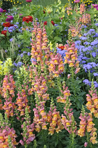 475188 - Snapdragon (Antirrhinum majus), floss flower (Ageratum houstonianum) and zinnia (Zinnia)
