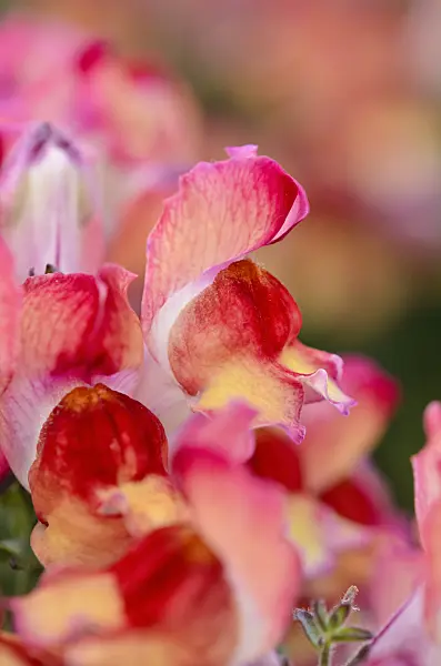523244 - Snapdragon (Antirrhinum majus 'Montego Sunset')