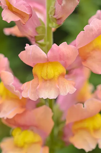 523130 - Snapdragon (Antirrhinum majus 'Rocket Bronze')
