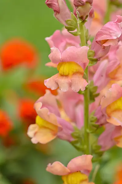 523131 - Snapdragon (Antirrhinum majus 'Rocket Bronze')