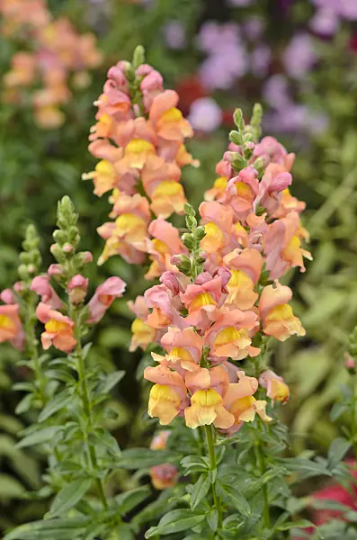 547039 - Snapdragon (Antirrhinum majus 'Rocket Bronze')