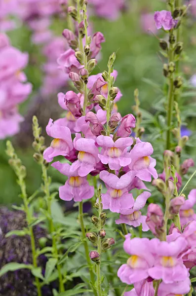 547033 - Snapdragon (Antirrhinum majus 'Rocket Orchid Rose')