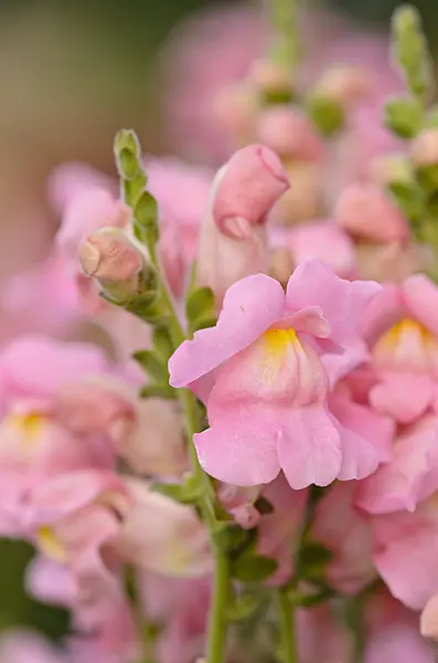 523238 - Snapdragon (Antirrhinum majus 'Sonnet Pink')
