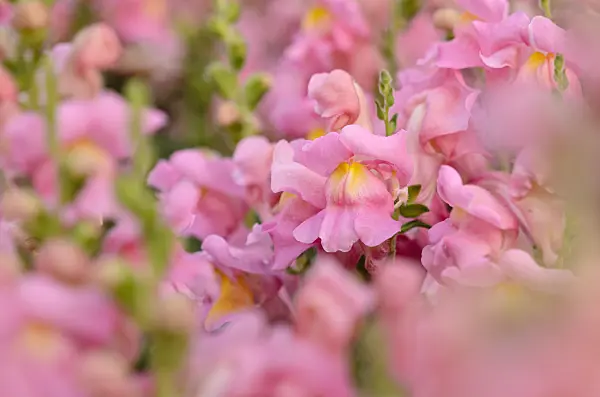 523239 - Snapdragon (Antirrhinum majus 'Sonnet Pink')