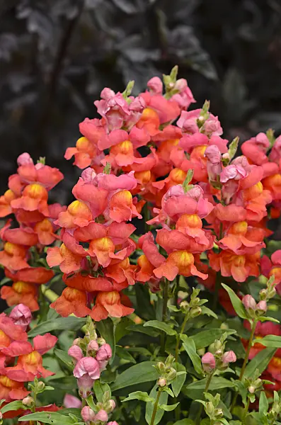 524055 - Snapdragon (Antirrhinum majus 'Sonnet Scarlet')