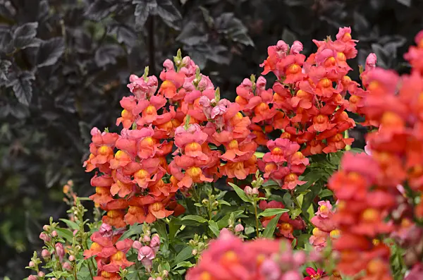 524056 - Snapdragon (Antirrhinum majus 'Sonnet Scarlet')
