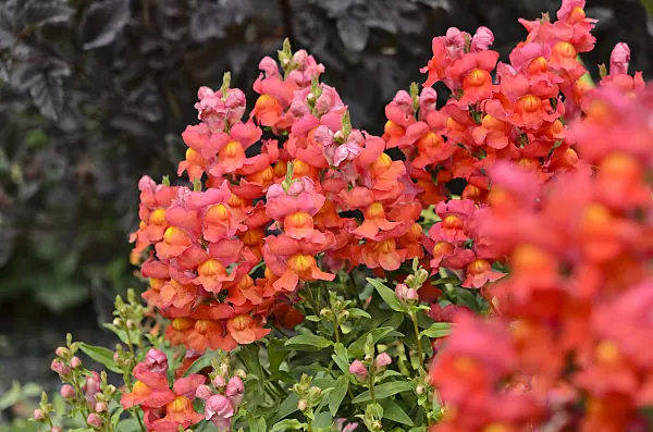 524057 - Snapdragon (Antirrhinum majus 'Sonnet Scarlet')