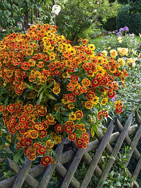 463148 - Sneezeweed (Helenium)