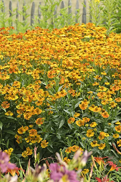 486176 - Sneezeweed (Helenium)