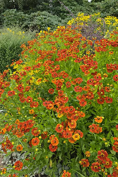 487120 - Sneezeweed (Helenium)